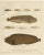 Spotted Wolffish and Broadhead Wolffish and Gobies, 1895, Paper For Sale