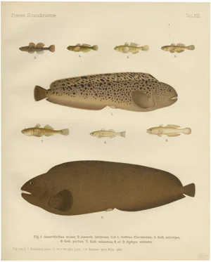 Spotted Wolffish and Broadhead Wolffish and Gobies, 1895, Paper