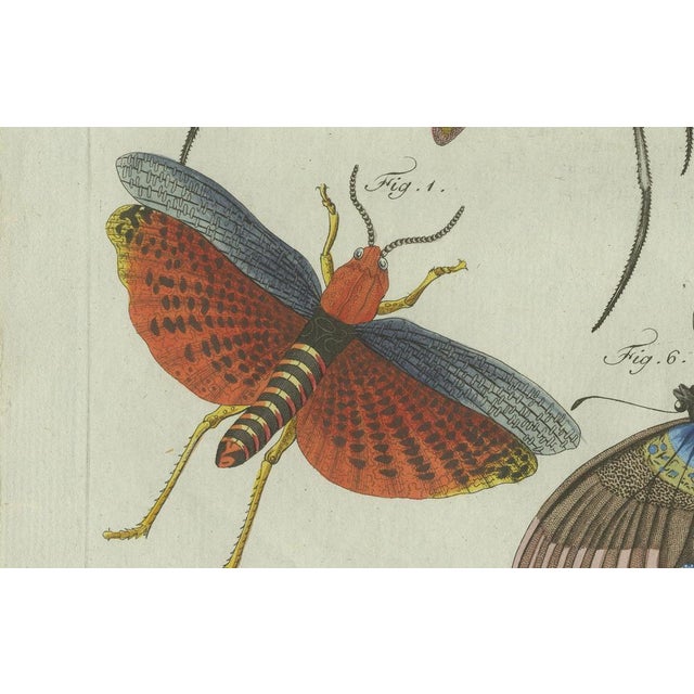 Bertuch, Exotic Insects, Spider and Butterfly, 1800, Engraving For Sale - Image 6 of 10