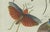 Bertuch, Exotic Insects, Spider and Butterfly, 1800, Engraving For Sale - Image 6 of 10