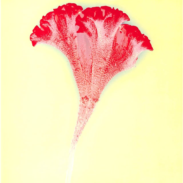 White "Botanica" 2005 Schatz, Howard (Signed) For Sale - Image 8 of 12