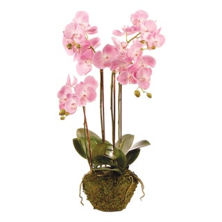 Phalaenopsis Orchid Drop-In 30" For Sale
