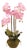 Phalaenopsis Orchid Drop-In 30" For Sale