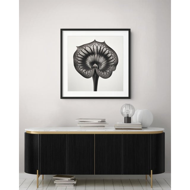 A striking black-and-white botanical print featuring Sarracenia Flower, meticulously restored and remastered from an...
