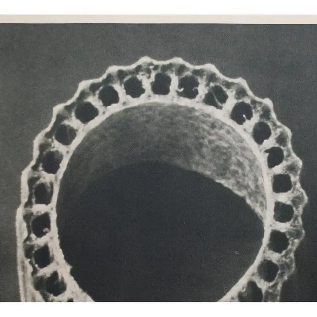 1935 Karl Blossfeldt Two-Sided Photogravure N 5-6 For Sale - Image 4 of 13