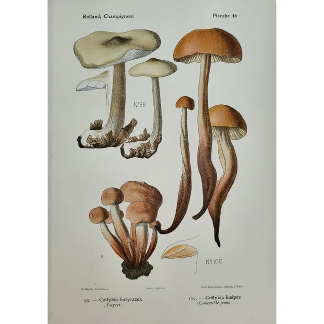 A gorgeous mushroom fungi fine color lithograph. Published in Germany, ca. 1910. Taken from a book and measuring 9 1/4" x...