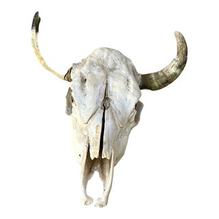 Early 20th Century Decorative Animal Skull For Sale