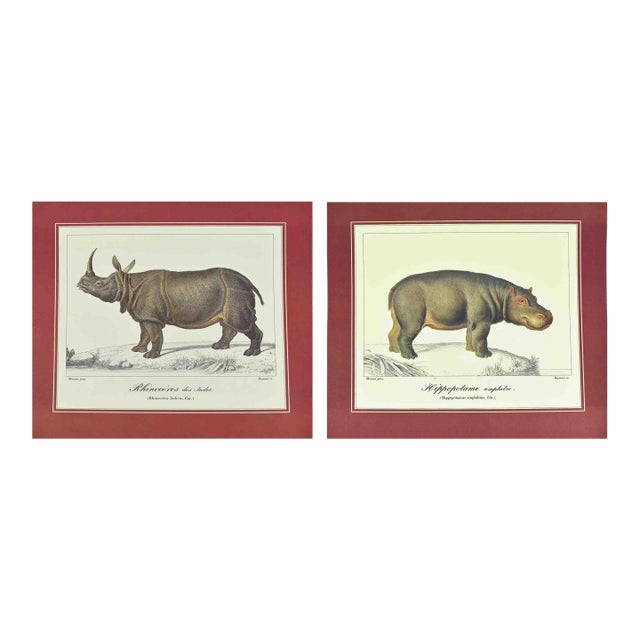 Mid 20th Century French Natural History Animal Zoological Illustrations Prints - Hippo & Rhino - Set of 2 For Sale