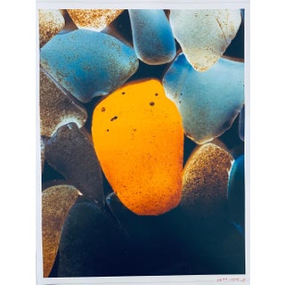 Jeffrey Rothstein, Flora Fauna Series Vintage Color Photograph Abstract Flower Fuji Crystal Photo, c.1998 For Sale