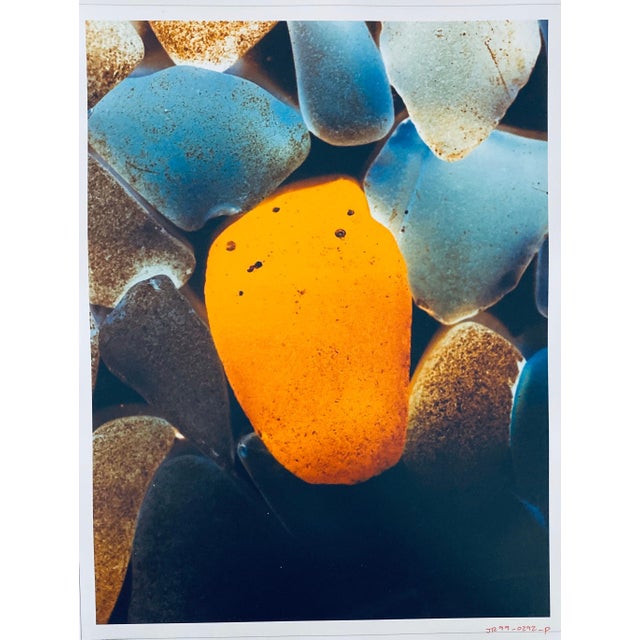 Jeffrey Rothstein, Flora Fauna Series Vintage Color Photograph Abstract Flower Fuji Crystal Photo, c.1998 For Sale