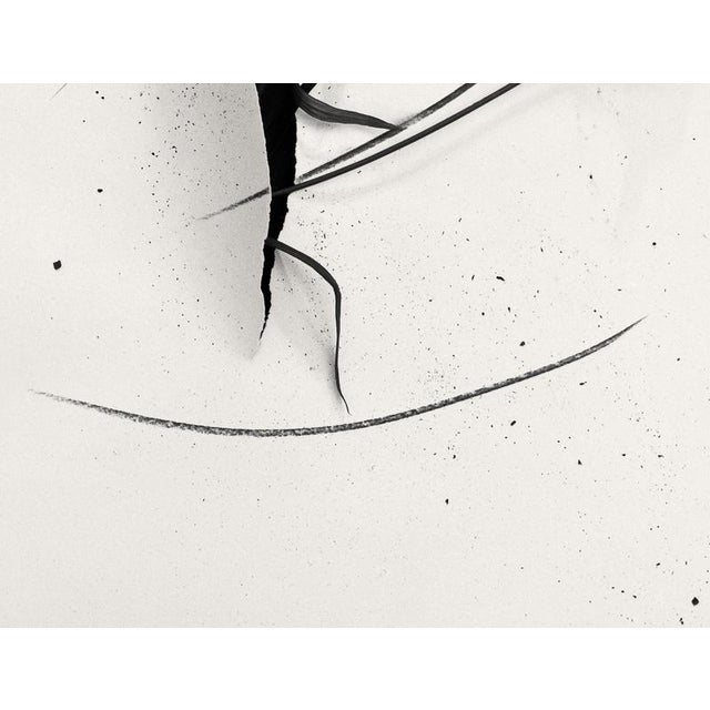 Early 21st Century Delphinium in Cut - Abstract Analogue Floral Photography, Limited Edition of 20 2023 For Sale - Image 5 of 6