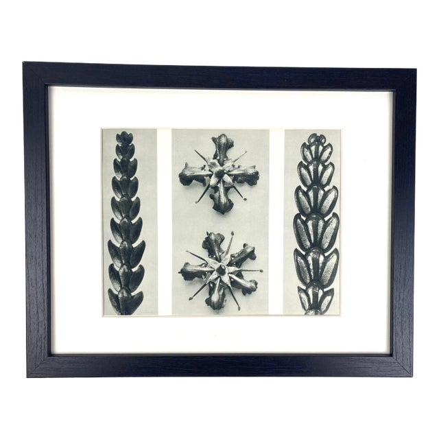 Framed Vintage Botanical Blossfeldt Print - No. 67 For Sale
