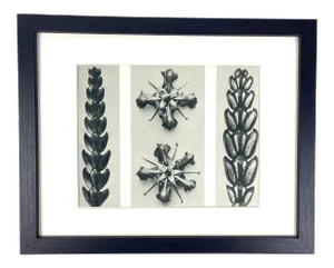 Framed Vintage Botanical Blossfeldt Print - No. 67