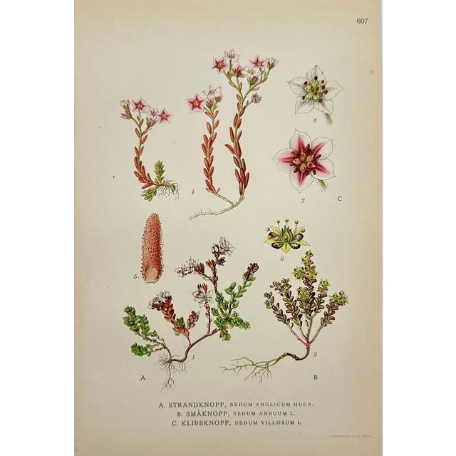 Carl Lindman Botanical Prints – Water Plants, Saxifrage & Alpine (1922), Set of 8 For Sale - Image 9 of 9