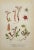 Carl Lindman Botanical Prints – Water Plants, Saxifrage & Alpine (1922), Set of 8 For Sale - Image 9 of 9