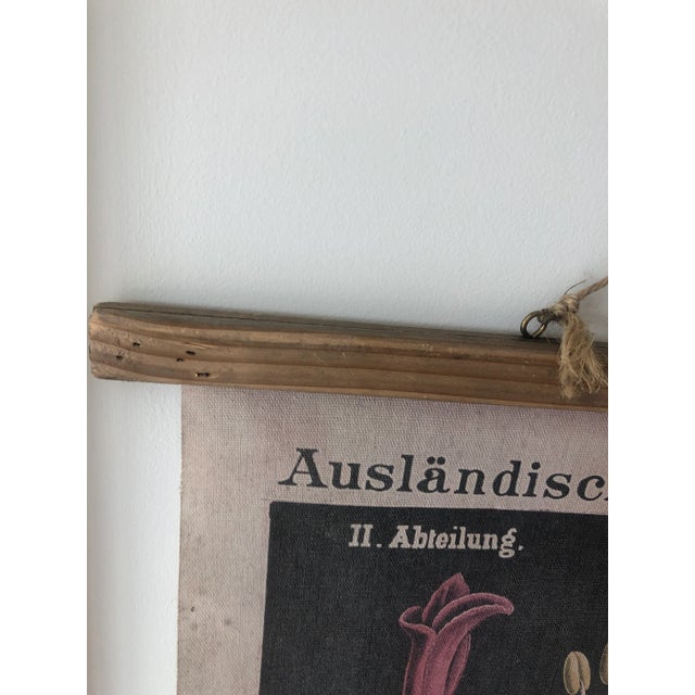 Reproduction Botanical Chart From German Original by Hermann Zippel & Carl Bollmann For Sale In Los Angeles - Image 6 of 9