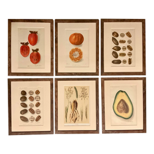 Rare Antique Botanical Color Plates U. S. Dept. Of Agriculture 1904-1912. Framed - Set of 6