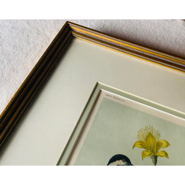 English Antique Hand-Colored Lithograph, "The Northern Chickadee" — John Cassin, Plate 14, C. 1853–1856 For Sale - Image 3 of 11