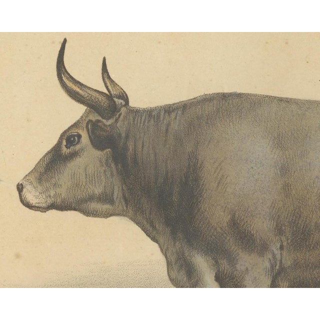 Olivier De Penne, Algerian Ox, North African Cattle, 1863, Chromolithograph For Sale - Image 4 of 9