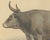 Olivier De Penne, Algerian Ox, North African Cattle, 1863, Chromolithograph For Sale - Image 4 of 9