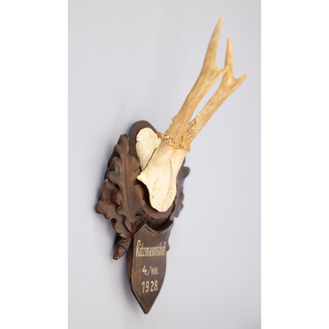 Black Forest Black Forest Roe Deer Antlers Hunting Trophy 1928 Mount For Sale - Image 4 of 7