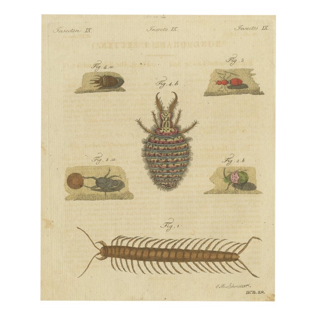 Bertuch, Centipede, Dung Beetle and Ant Lion, 1805, Print For Sale