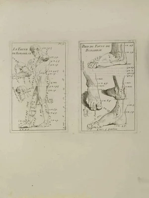 Jean François Poletnich, Anatomy Studies, Etching, 18th Century