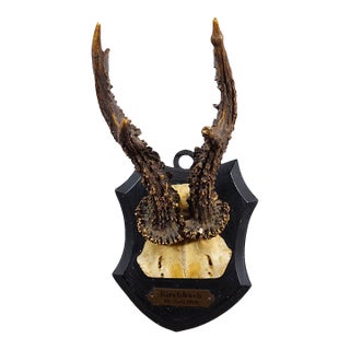 Antique Black Forest Red Deer Trophy on Carved Plaque - Germany 1930 For Sale