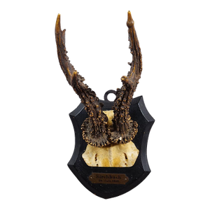 Antique Black Forest Red Deer Trophy on Carved Plaque - Germany 1930