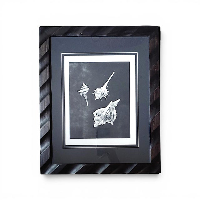 Hollywood Regency Pair of Framed Sea Shell Photograph Prints in Black Matte and Carved Wooden Frame For Sale - Image 3 of 8