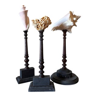 3 Baroque Mounted Seashell Specimens Displays on 19th Century Dark Wooden Stands For Sale