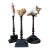 3 Baroque Mounted Seashell Specimens Displays on 19th Century Dark Wooden Stands For Sale