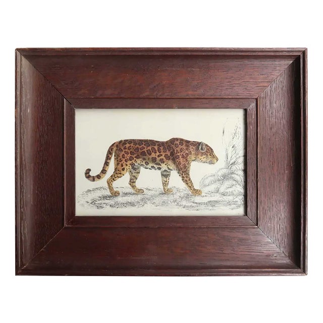 After Cpt. Brown, Jaguar, 1847, Lithograph, Framed For Sale
