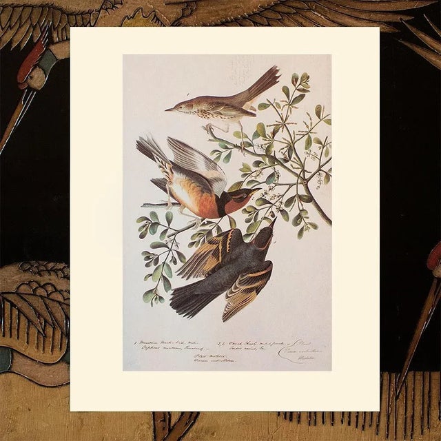1966 Cottage Print "Mountain Mockingbird, Sage Thrasher & Varied Thrush" After John James Audubon For Sale In Dallas - Image 6 of 7