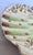Late 19th Century 1890s English Majolica Shell Shape Asparagus Plate For Sale - Image 5 of 13