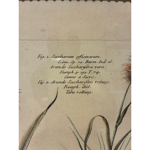 French Vintage French Sugarcane Botanical Print in Distressed Black & Gold Frame For Sale - Image 3 of 5