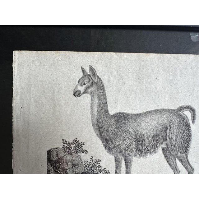 Biedermeier Artist, The Llama, 1831, Lithograph, Framed For Sale - Image 9 of 17