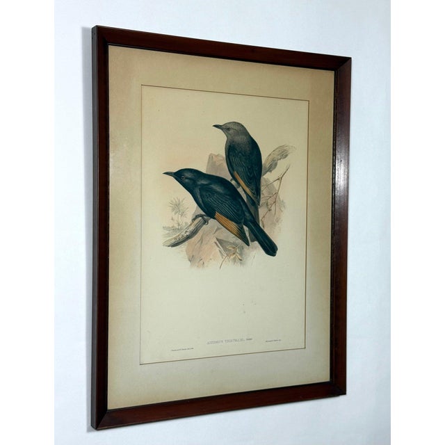 Original 19th Century John Gould & Henry Richter Hand-Colored Lithograph - Amydrus Tristrami This is an authentic,...