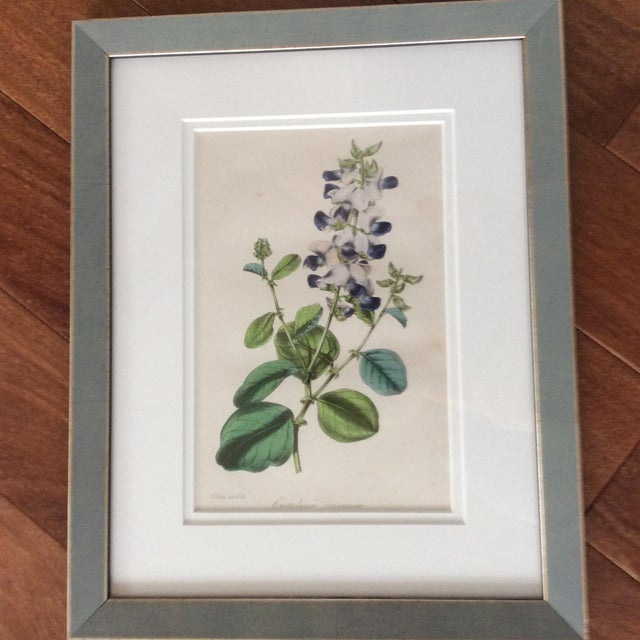 Illustration Late 19th Century Antique Botanicals Series - Set of 8 For Sale - Image 3 of 13