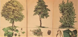 1860s French Chromolithographs of Forest Trees, Matted - Set of 3