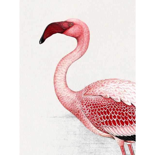 Not Yet Made - Made To Order Lesser Flamingo by C. G. Finch-Davies, Vintage Reproduction Bird Art Print, 18″ × 24″ For Sale - Image 5 of 8