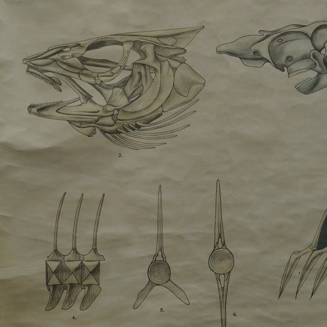 Vintage Swedish Black and White Skeleton of a Fish Rollable Wall Chart For Sale - Image 4 of 7