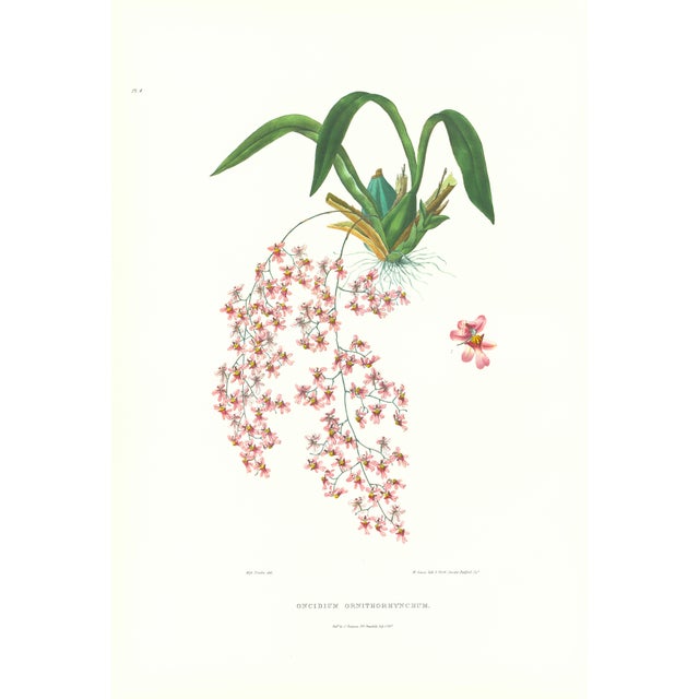Large 1973 Orchid Flower Lithograph "Oncidium Ornithorhyncum (Beaked Oncidium)" After James Bateman For Sale
