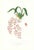 Large 1973 Orchid Flower Lithograph "Oncidium Ornithorhyncum (Beaked Oncidium)" After James Bateman For Sale