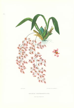 Large 1973 Orchid Flower Lithograph "Oncidium Ornithorhyncum (Beaked Oncidium)" After James Bateman