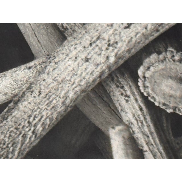 Contemporary Antler Study Photograph, Signed For Sale - Image 9 of 12