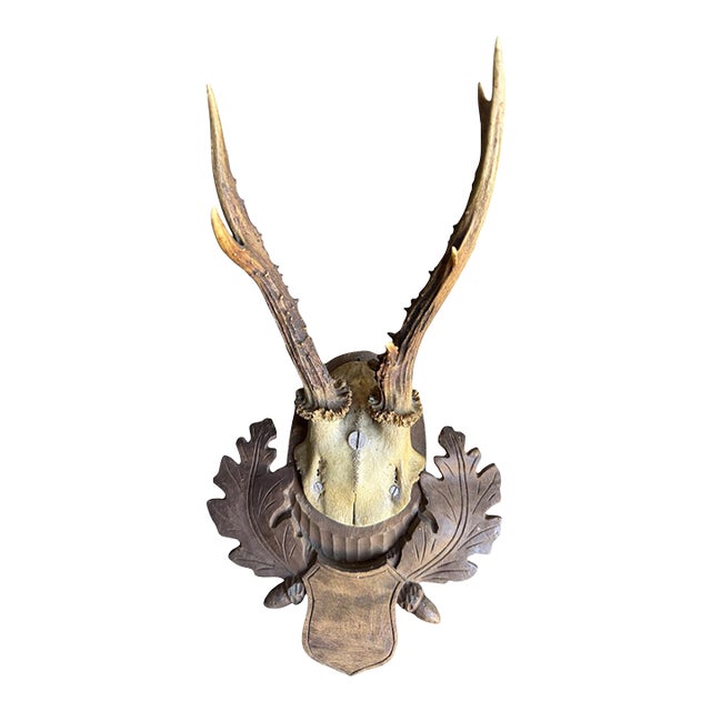 Roe Deer Trophy 176 Black Forest Antlers Mount For Sale