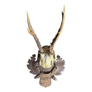 Roe Deer Trophy 176 Black Forest Antlers Mount