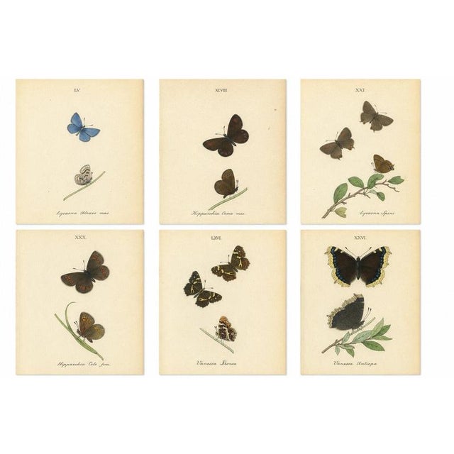 William Home Lizars, Cabinet-Size Butterfly Jewel-Tone Species, 1835, Engravings, Set of 6 For Sale - Image 9 of 9
