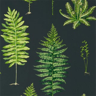 Sanderson Fernery Wallpaper in Botanical Green/Charcoal - a Sample For Sale